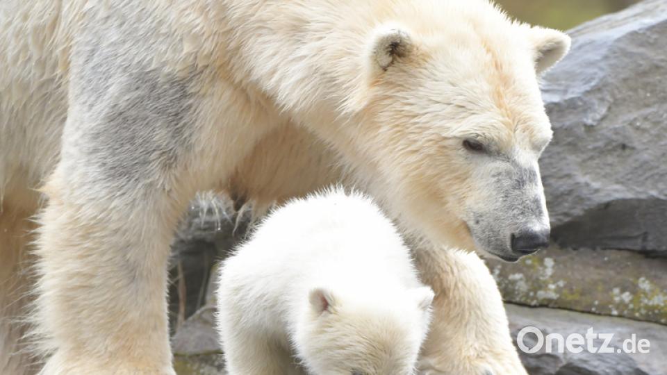 Eisbär-Baby im Berliner Zoo. Bild: Paul Zinken/dpa