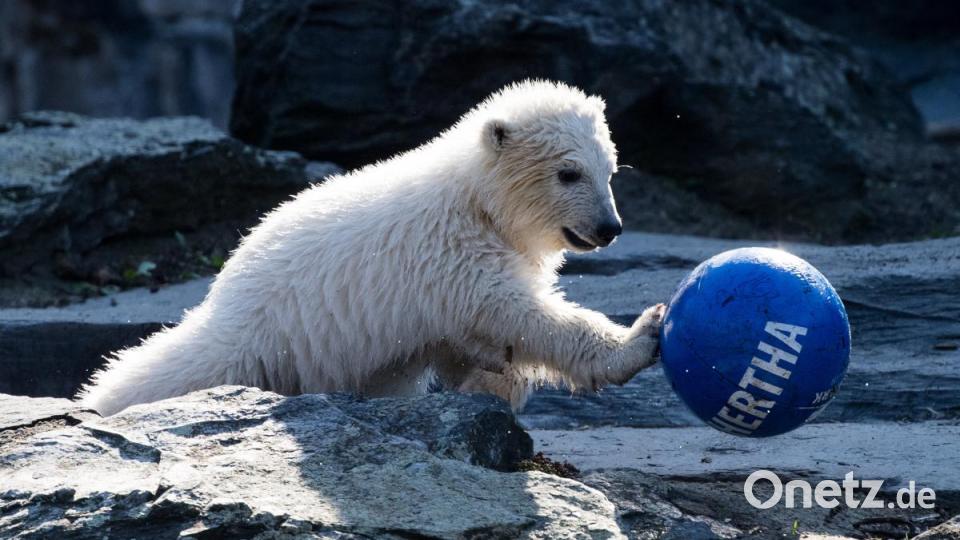Berlins Eisbärenmädchen hat den Namen Hertha bekommen. Bild: Bernd von Jutrczenka/dpa