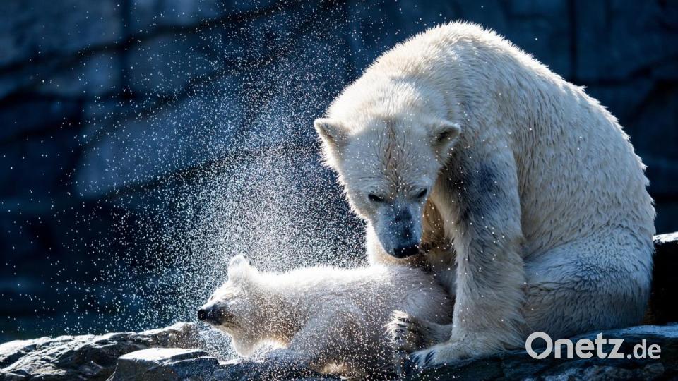 Berlins Eisbärenmädchen hat den Namen Hertha bekommen. Bild: Bernd von Jutrczenka/dpa