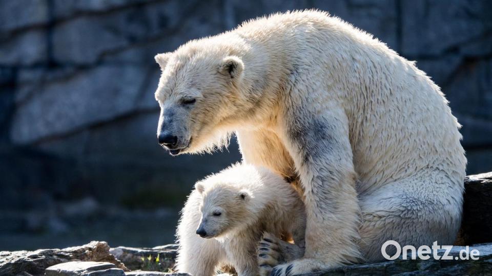 Berlins Eisbärenmädchen hat den Namen Hertha bekommen. Bild: Bernd von Jutrczenka/dpa