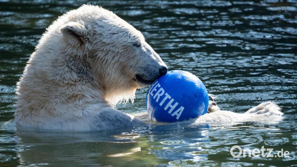 Berlins Eisbärenmädchen hat den Namen Hertha bekommen. Bild: Bernd von Jutrczenka/dpa