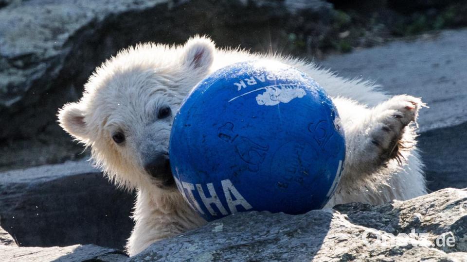 Berlins Eisbärenmädchen hat den Namen Hertha bekommen. Bild: Bernd von Jutrczenka/dpa
