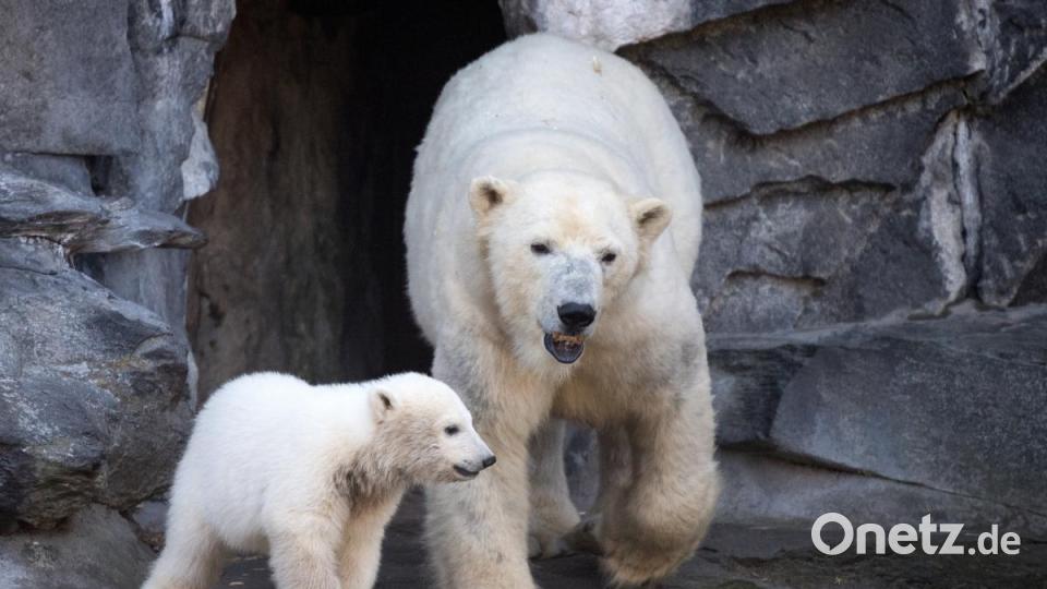 Berlins Eisbärenmädchen hat den Namen Hertha bekommen. Bild: Bernd von Jutrczenka/dpa