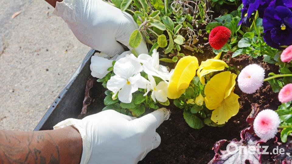 Beim Pflanzen muss die Erde mit den Händen festgedrückt werden. Bild: Gabi Schönberger