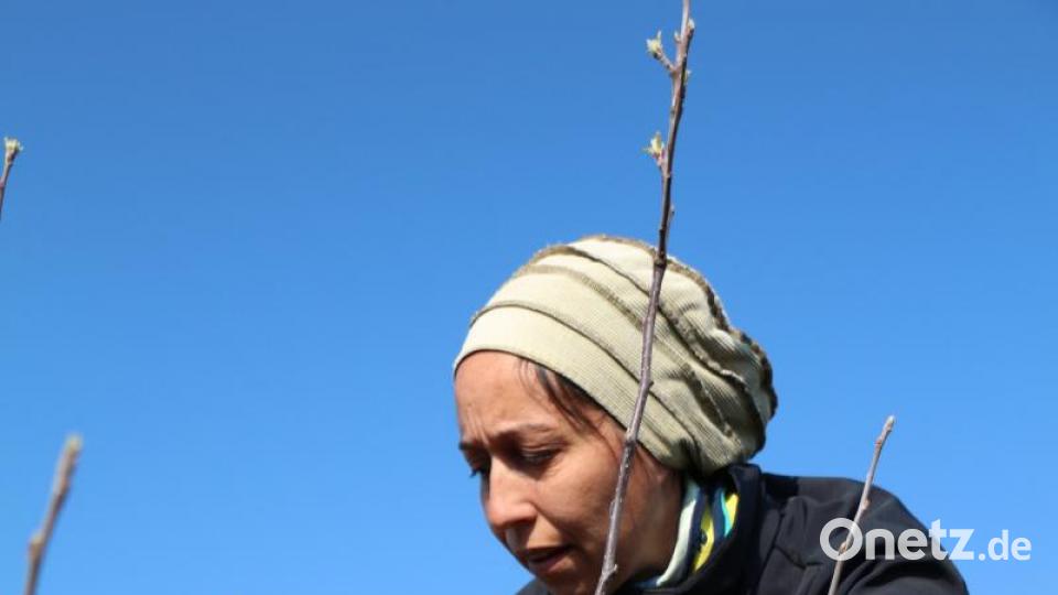 Katharina Hage bereitet die Veredelung der Stammverlängerung eines Apfelbaumes vor. Bild: rpp