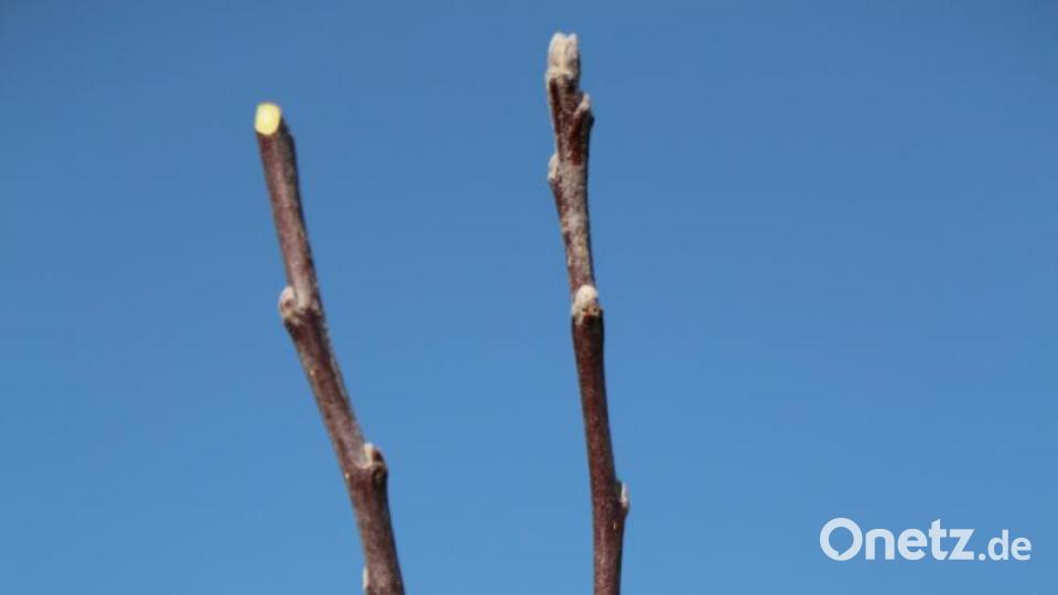 Zwei Edelreiser wurden zwischen Kambium und Holz gepfropft. Bild: rpp