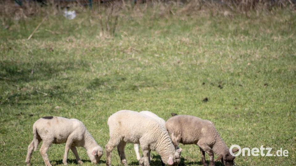 Noch sind sie auf der Weide im Ort, aber schon bald wird die Herde von Hans Schrembs auf dem Waldecker Schloßberg wieder für Unterhaltung bei den Wanderern und Spaziergängern sorgen. Bild: pml