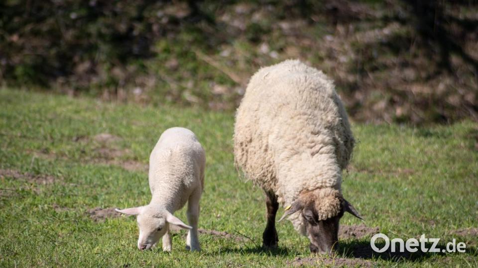 Noch sind sie auf der Weide im Ort, aber schon bald wird die Herde von Hans Schrembs auf dem Waldecker Schloßberg wieder für Unterhaltung bei den Wanderern und Spaziergängern sorgen. Bild: pml