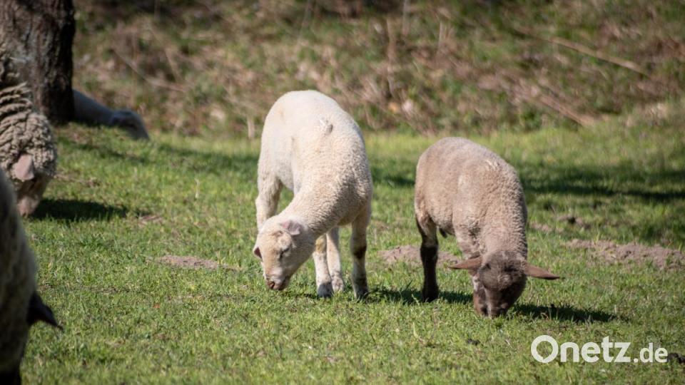 Auch Lämmer lieben Gesellschaft. Meist sind die putzigen Vierbeiner zu zweit oder zu dritt unterwegs. Bild: pml