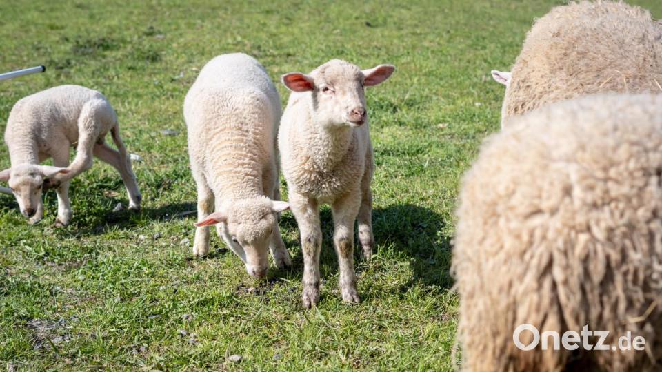 Neugierig sind die Kleinen natürlich auch – besonders wenn etwas Ungewöhnliches außerhalb des Weidezauns passiert. Bild: pml
