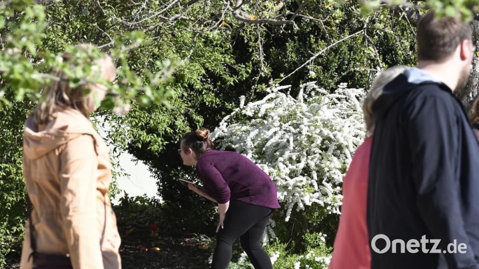 In der Amberger Altstadt waren am Karsamstag 87 Ostereier versteckt. Die Menschen drehten das gesamte Amberger Ei einmal um. Bild: Petra Hartl