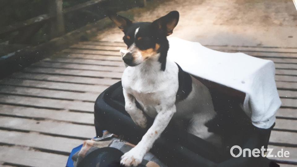 Jack Russel Dame Littlebit genießt die Fahrt im Fahrradkorb. Waltraud Frischholz hat ihn extra mit Polstern gemütlich gemacht und einen Sonnenschutz angebracht. Bild: Waltraud Frischholz