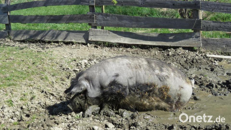 Viel geboten war beim Winteraustreiben im Geschichtspark. Bild: ubb