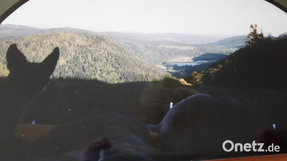 Was für ein Ausblick: Auch Hündin Littlebit ist begeistert von der Sicht aus dem Zelt auf die französischen Vogesen. Bild: Waltraud Frischholz
