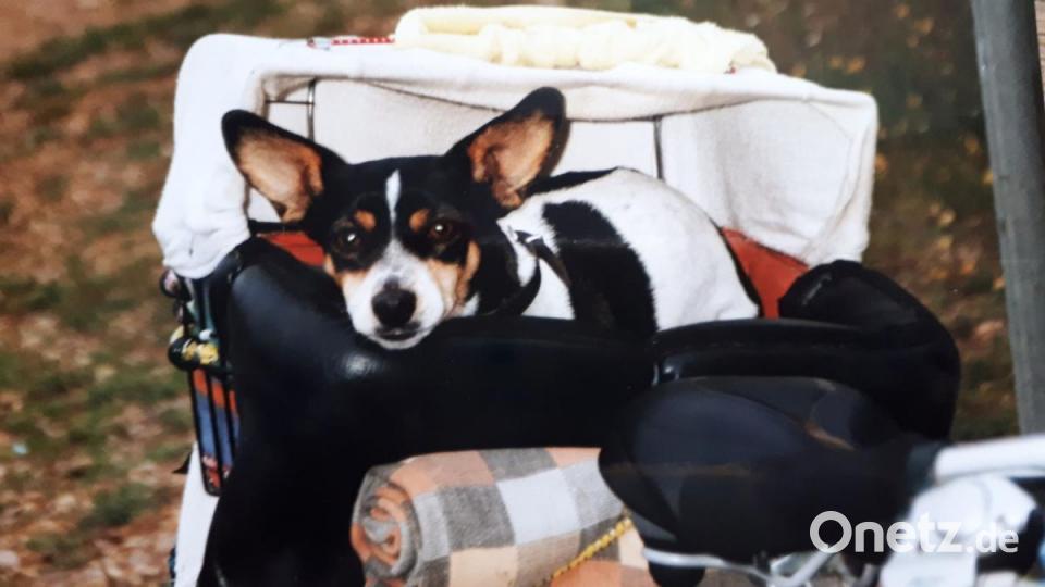 Hündin Littlebit entspannt in ihrem Fahrradkorb. Besitzerin Waltraud Frischholz hat ihn ausgepolstert und mit Windschutz und Sonnensegel ausgestattet. Der perfekte Rückzugsort also. Bild: Waltraud Frischholz