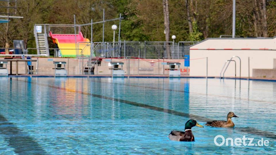 Ein Entenpaar gibt sich die Ehre und beobachtet die Mitarbeiter, wie sie das Hockermühlbad fit für den Sommer machen. Bild: spw