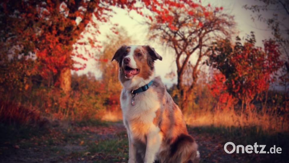 Muffin, sechs Jahre alt, präsentiert sich im Herbstlicht. Bild: Jenny Bo