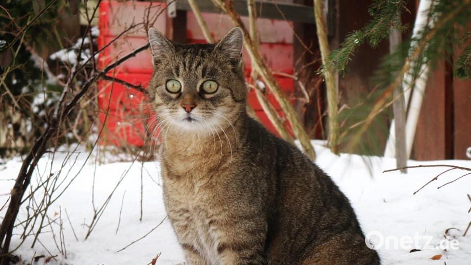 Kitty ist zwölf Jahre alt und posiert wie ein Model. Bild: Kati Heining