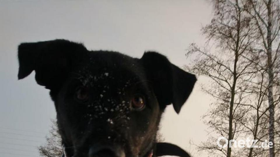 Blacky lebte im Tierheim, doch das ist vorbei. Bild: Monika Speckner