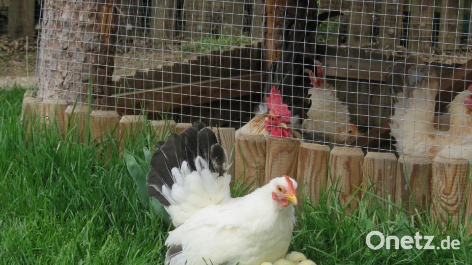 Kleintiermarkt Bild: ubb