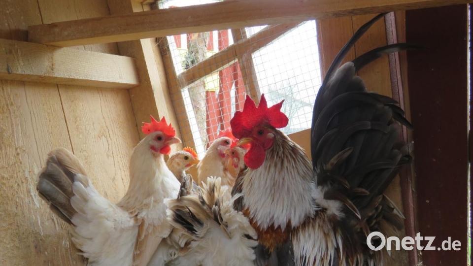Die Zwerghühner &quot;Chabos&quot; aus Thailand sind für den heimischen Garten bestens geeignet. Bild: ubb
