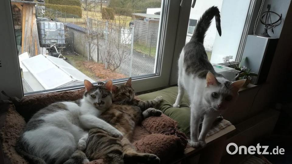 Dieses Kater-Brüderpaar hat die Katze (Mitte) fest im Griff. Bild: Michaela Umann