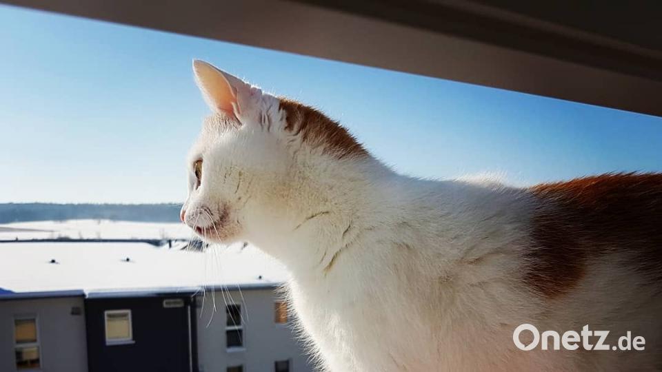 Lola schaut gerne aus dem Fenster - auch, wenn&#039;s draußen kalt ist. Bild: Patrica Bu