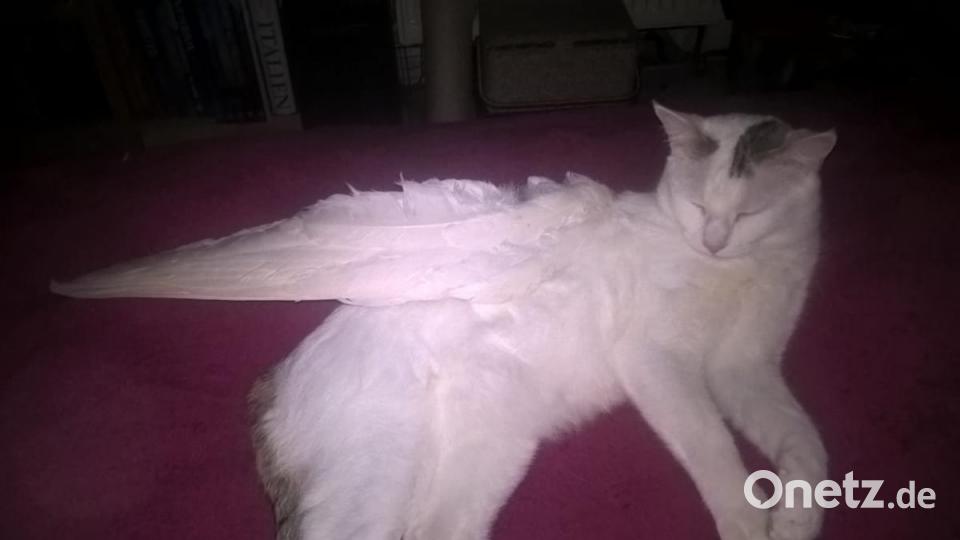 Kitty liegt engelsgleich auf einem Federwisch. Bild: Michaela Umann