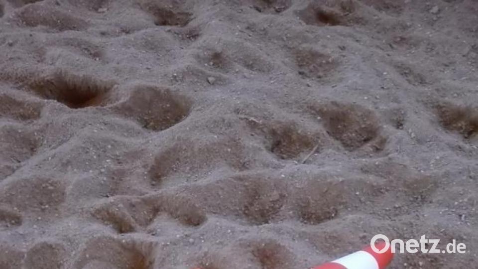 Roxy ist acht Wochen jung und steckt seine Nase überall hinein. Bild: Sabine Gruber