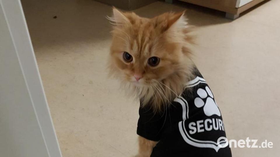 Main Coon Franz ist erst ein Jahr alt - und doch äußerst selbstbewusst unterwegs. Bild: Nina Böhle