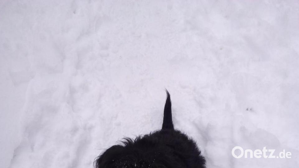 Bazi liebt Winter und Schnee, und das sieht man auch. Bild: Maria Buchner