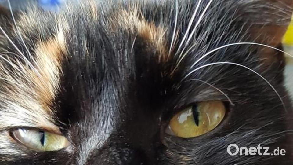 Chica Loca heißt diese bunt gescheckte Fellnase mit dem skeptischen Blick. Bild: Matthias Geppert