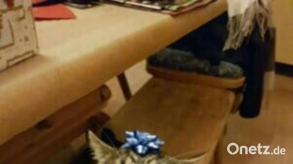 Pauli trägt seinen Kopfschmuck mit weniger Stolz. Bild: Michaela Umann