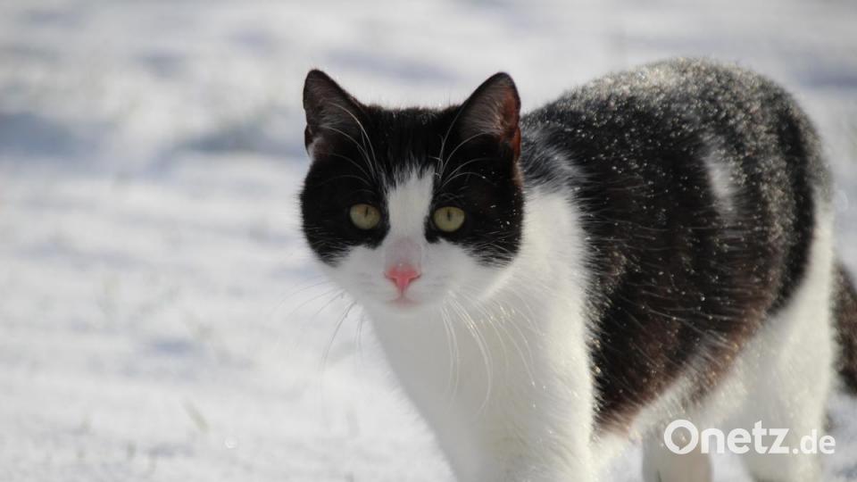 Auch Katzen können Schnee ab. Bild: Laura und Martina Ackermann