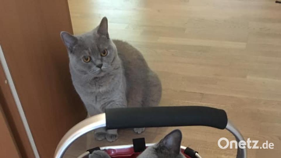 Wann geht&#039;s zum Einkaufen? Bitte das Katzenfutter nicht vergessen! Das scheinen diese British Kurzhaar Kira und Tinka zu denken. Bild: Susanne Wirth
