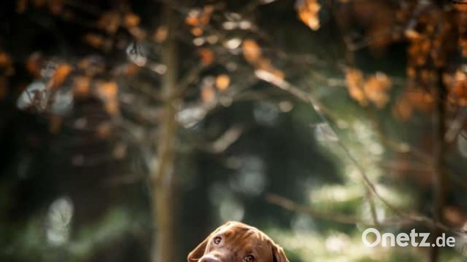 Steht Jack in nichts nach: der zweijährige Magyar Vizsla. Bild: Tanja Turbanisch