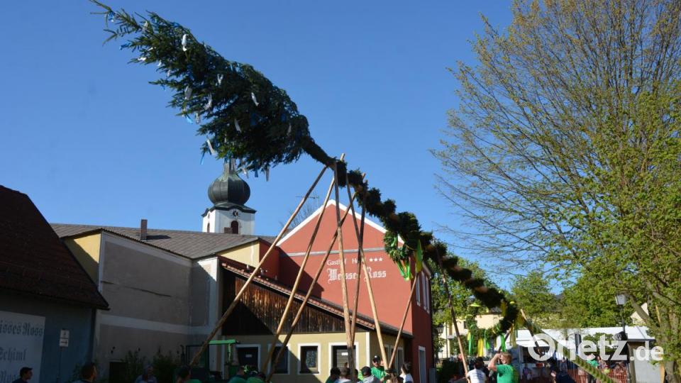 Kraftvoll geht es mit dem Baum aufwärts. Bild: jr