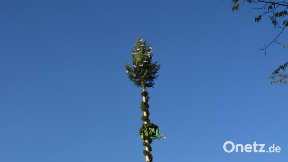 Endlich steht er, der 30 Meter lange Maibaum. Bild: jr