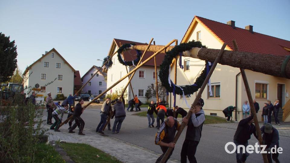 In Weiding stemmten sich die Helfer bereits am Vorabend des 1. Mai in die "Schwalben", um den Maibaum in die Senkrechte zu bringen. Bild: mmj