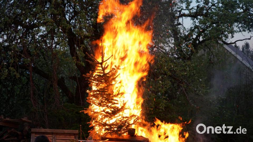 Der letzte Christbaum spendet Wärme am Lagerfeuer bei der Maibaumwache. Bild: fvo