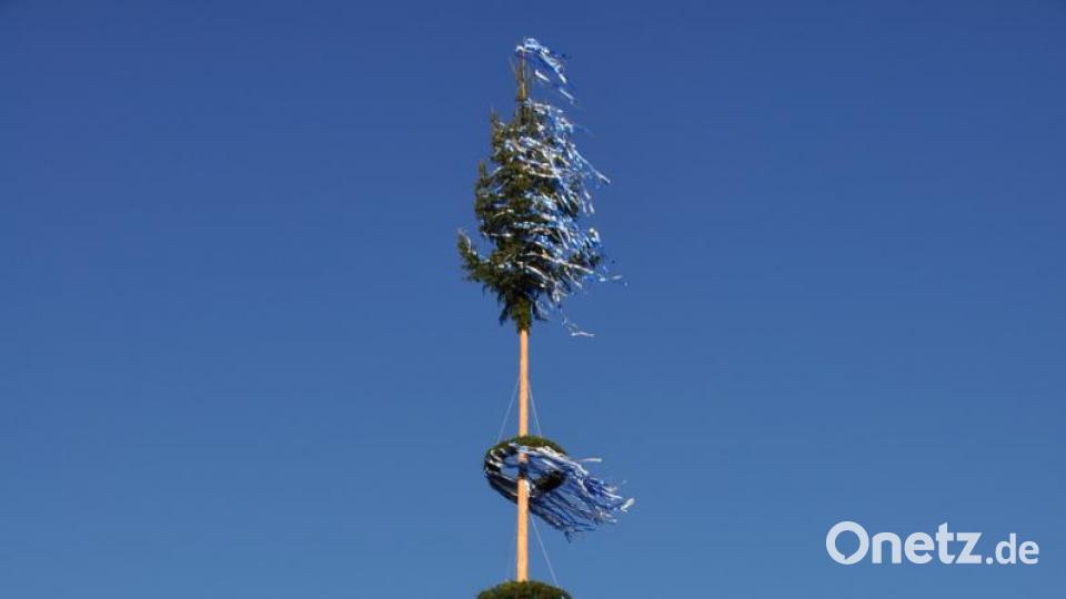 Maibaum Kulmain Bild: ak