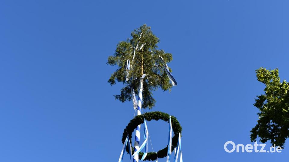 Die Freiwillige Feuerwehr Grafenwöhr stellt zum 40. Mal den Maibaum auf. Bild: rgr