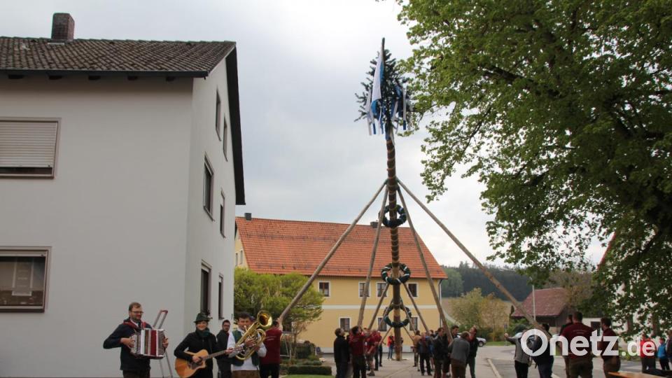 Unter musikalischer Begleitung wurde der Maibaum in Zeinried (Gemeinde Teunz) in die Höhe gestemmt. Bild: frd