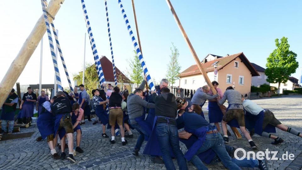 Mit viel Krafteinsatz der Parksteiner Burschen steht der Maibaum schließlich. Bild: bey