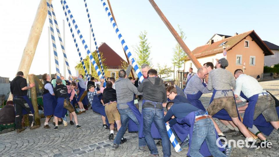 Mit viel Krafteinsatz der Parksteiner Burschen steht der Maibaum schließlich. Bild: bey