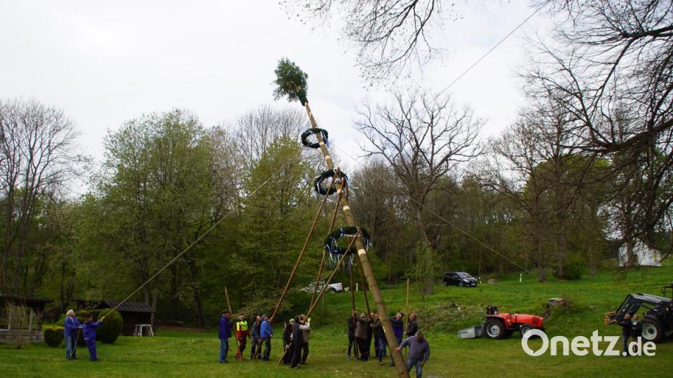 Zum Aufstellen des Maibaums in Charlottenthal (Gemeinde Stadlern) reisen die Helfer aus einem weiten Umkreis an. Bild: mmj