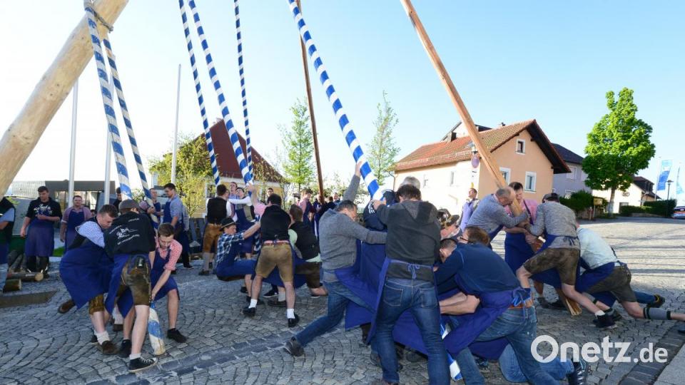 Mit viel Krafteinsatz der Parksteiner Burschen steht der Maibaum schließlich. Bild: bey