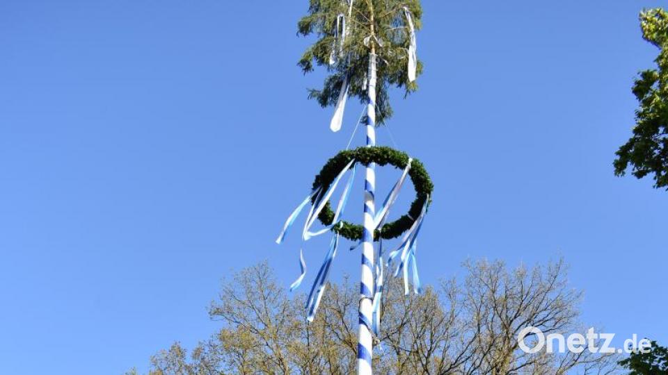 Die Freiwillige Feuerwehr Grafenwöhr stellt zum 40. Mal den Maibaum auf. Bild: rgr