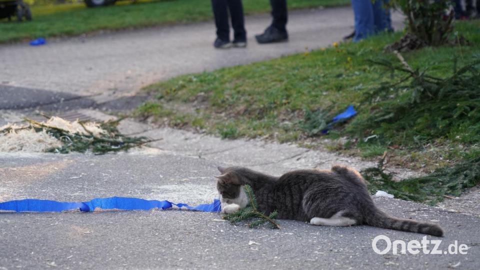 Der Kater Fredo hat beim Maibaumaufstellen in Spielberg seine helle Freude. Bild: fvo