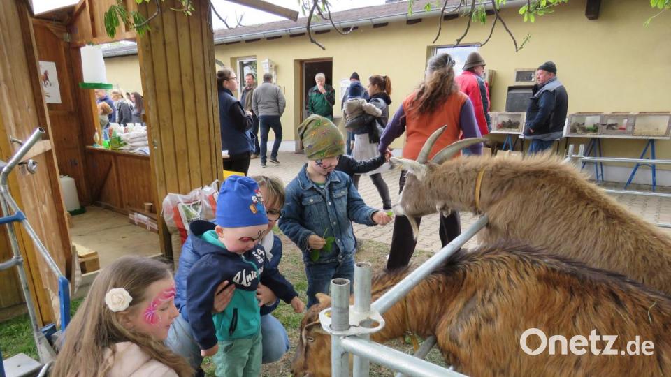 Begeistert fütterten die Kinder die netten Ziegen. Bild: ubb